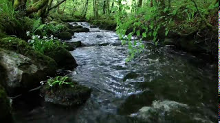 8 Hours Relaxing Nature Sounds Forest RiverSleep RelaxationBirdsongSound of WaterJohnnie Lawson [upl. by Williamsen]