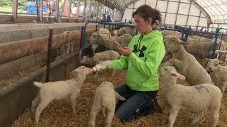 Chores on the Sheep Farm  Vlog 27 [upl. by Hazeghi]