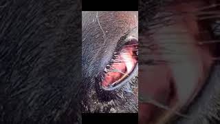 Hyphema of the eye in a cow [upl. by Getraer]