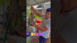 Scampi Season 😱 ഇനിയാണ് കളി തുടങ്ങുന്നത്😱 scampi shrimp seafood shortsvideo shorts [upl. by Bluefarb732]