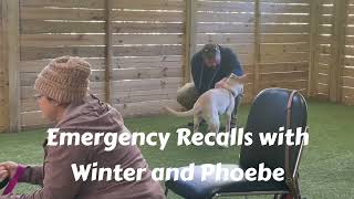 Emergency recall training with Phoebe and Winter [upl. by Cappella]