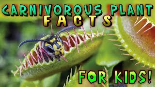 Carnivorous Plant Facts for Kids [upl. by Kemeny]