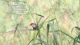 Common Waxbill Estrilda astrild Hawaii [upl. by Imefulo]