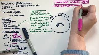 Plasmid design bacterial expression vector [upl. by Avahc]