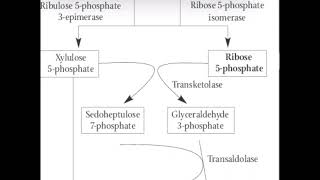 Pentose phosphate pathway [upl. by Essinger]