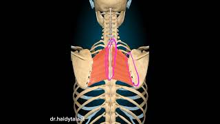 Rhomboid Minor amp major muscle anatomy of upper limb [upl. by Pappano]