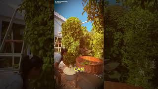 Would you try vertical farming farming farmer farm ytshorts youtube [upl. by Emmey]