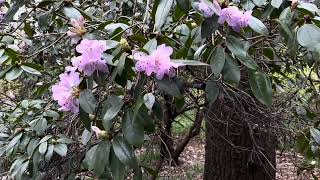 Early Spring Walk Through Richmond Park Isabella Plantation [upl. by Nnyladnarb952]