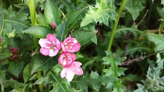 Old Fashioned Red Weigela or Called Red Weigela Plant [upl. by Taryne]