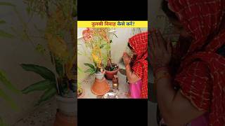 तुलसी विवाह कैसे करेंHow to do Tulsi Vivah। tulsi vivah kaise kare😱😱 shorts tulsivivah viral [upl. by Gemma552]