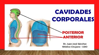 🥇 CAVIDADES CORPORALES EN ANATOMÍA Subdivisiones Fácil Rápido y Sencillo [upl. by Blondy]