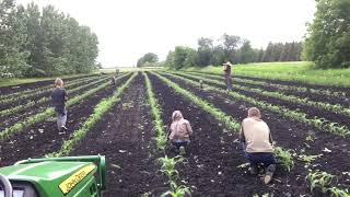 June 17 hand weeding corn on Louden Farms [upl. by Egwan]