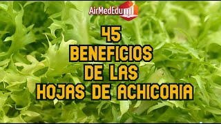 45 Beneficios de las Hojas de Achicoria [upl. by Eerrehs]