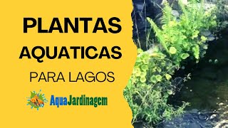 Plantas Aquáticas sem segredo  Hydrocotyle e Inhame Roxo plantasaquaticas lago [upl. by Mihsah]