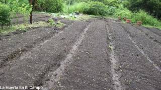 Inicio de Cultivo de rábanos de tan solo 4 días ¡La Huerta En El Campo [upl. by Atteras659]