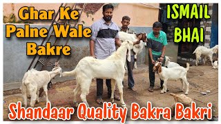 Ghar Ke Pale Howe Bakra Bakri At ISMAIL BHAI  Shandaar Quality Goat Kids In Mumbai [upl. by Dnalevets582]