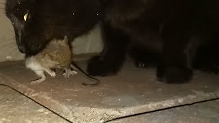 Helpless mouse eaten by black cat [upl. by Croydon]