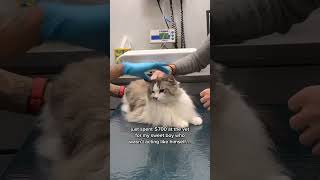 George’s diagnosis at the vet ragdoll cat [upl. by Lydon]