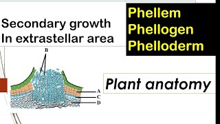 phellemphellogen or phelloderm explained  bark modern theory explained [upl. by Iridis430]