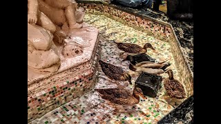 The Peabody Ducks at the Peabody Hotel in Memphis Tennessee [upl. by Yliah]