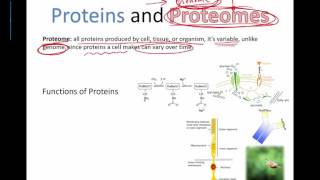 Proteins and Proteomes IB Bio 2015 [upl. by Stewardson]