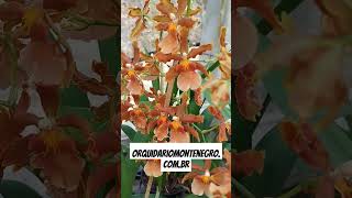 Orquidário Monte Negro  Oncidium Catatante [upl. by Ahsiyt682]