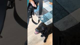 Fenrir Leash Try On 🐾 [upl. by Maupin831]