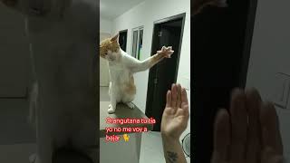 🐈Orangutana tu tía yo no me voy a bajar🙀🙀 [upl. by Tamer]