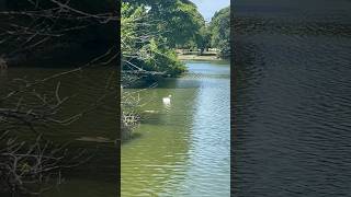 Beautiful swan in the lake  Spring Lake New Jersey 🇺🇸 [upl. by Ahsitruc]