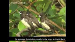 Finch birdsong beats ancestors simple tune [upl. by Trebeh]