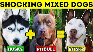 TOP 10 MIXED DOG BREEDS [upl. by Doughty]