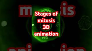 Stages of Mitosis 3d shorts [upl. by Elleval474]