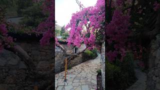 Karmi Vllage Kyrenia Cyprus travel kyrenia istanbul viralshort asmr [upl. by Groves]