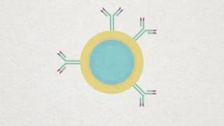 Bcell Plasma and Memory cell Animation [upl. by Kavita356]