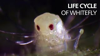 Life cycle of whitefly [upl. by Nicolas]