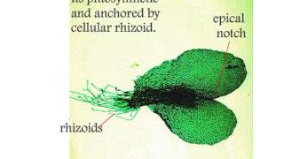 Pteropsida Life Cycle of Nephrolepis [upl. by Inaj]