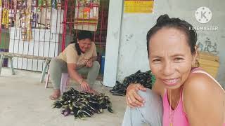 BAGONG HARVEST NG TALONG SA GARDEN KOgardening [upl. by Arnuad]