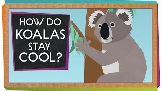 How Do Koalas Stay Cool  Animal Science for Kids [upl. by Weinstein]