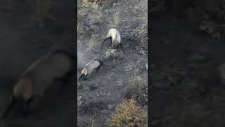 Fighting Mature Bull Elk on open hill side elkhunt elk hunting [upl. by Mackoff720]