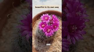 Full on blooming  mammillaria sp music lofilounge bassboosted dance remix lofimix cacti [upl. by Shanney]