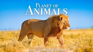 Animal Planet 4K  Scenic Wildlife Film With Inspiring Music [upl. by Atile575]