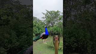 Peacock Catching 🦚 Hungry Peacock shortsviral [upl. by Anoo]