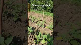 Talong ni Donya talong garden eggplant [upl. by Mildred]