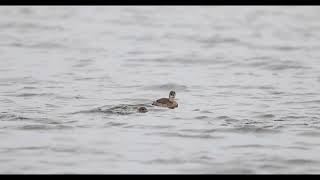 Little grebes [upl. by Sonitnatsnoc]