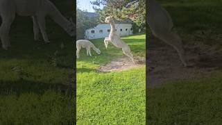 Alpaka sandbath denmark alpacalove alpacalife alpaca farmlife [upl. by Aseiram144]