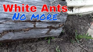 DIY white ant bait station [upl. by Afton]