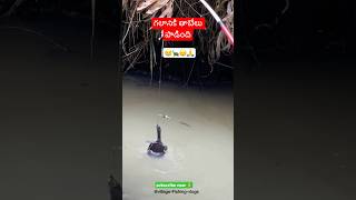 FIRST TIME గలానికి తాబేలు పాడింది🐢😱fishing fish villagevlog tortoise fishing tips ytshorts [upl. by Rennie581]