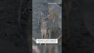 Adorable Baby Antelope Spends Most of Her Time Nursing shorts [upl. by Thoma]