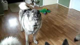 Monty the Elkhound tells a Story [upl. by Breed]