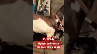 Hyderabadi bakra for sale new update91 93249 48270viral Mumbai [upl. by Jillane]